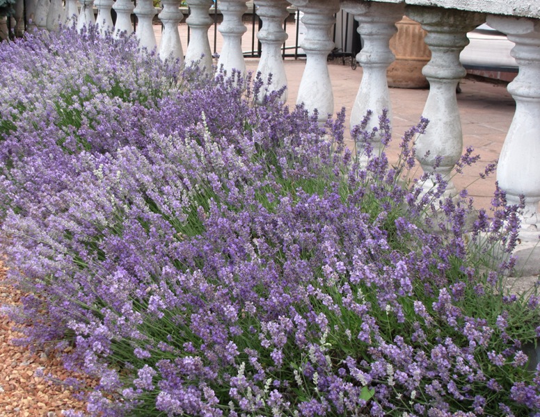 Lavender Blooming Nearstore SMALL