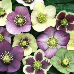 Helleborus_Brushstrokes