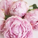 Peonies